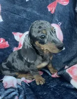 Blue piebald girl , a female Dachshund for sale in Buffalo, MO – 3 of 4