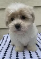 Teddy Bear 2, a male Bichon Frise and Shih Tzu for sale in Halfway, MO – 6 of 9