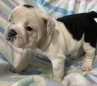 Dotty, a female English Bulldog for sale in Buffalo, MO – 6 of 7
