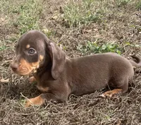 Sweet and playful, a male Miniature Dachshund for sale in Buffalo, MO – 4 of 8