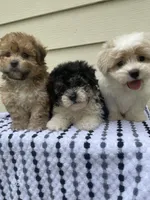 Teddy Bear 2, a male Bichon Frise and Shih Tzu for sale in Halfway, MO – 9 of 9