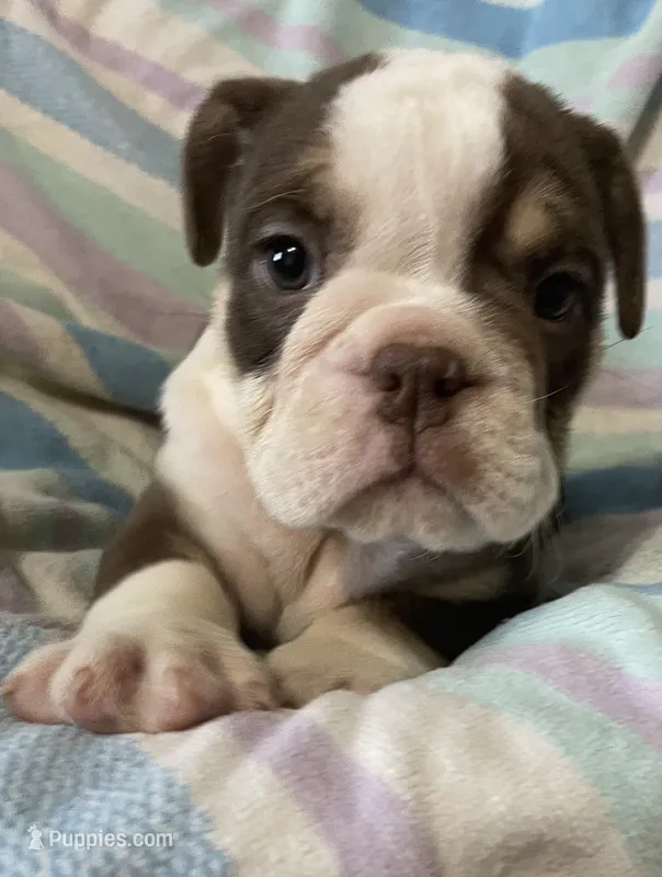 Chocolate girl 2 – English Bulldog puppy for sale in Buffalo, MO