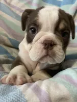 Chocolate girl 2, a female English Bulldog for sale in Buffalo, MO – 1 of 7