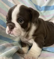 Chocolate girl, a female English Bulldog for sale in Buffalo, MO – 2 of 6