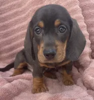 Leo, a female Miniature Dachshund for sale in Halfway, MO – 5 of 9