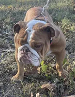 Katie, a female English Bulldog for sale in Buffalo, MO – 2 of 3