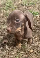 Small and sweet, a female Miniature Dachshund for sale in Buffalo, MO – 2 of 5