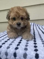 Teddy Bear 3, a male Bichon Frise and Shih Tzu for sale in Halfway, MO – 7 of 10