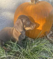 Sweet chocolate heart, a female Miniature Dachshund for sale in Buffalo, MO – 4 of 4