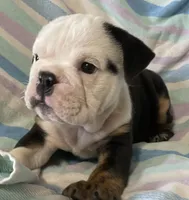 Black tri male, a male English Bulldog for sale in Buffalo, MO – 2 of 7