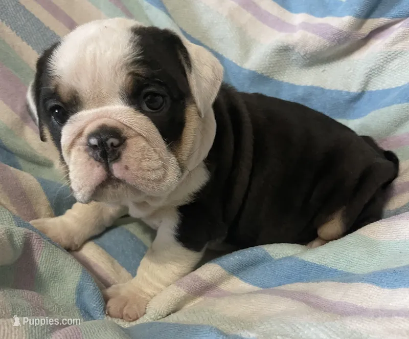 Black tru girl – English Bulldog puppy for sale in Buffalo, MO