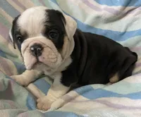 Black tru girl, a female English Bulldog for sale in Buffalo, MO – 1 of 6