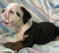 Black tri male, a male English Bulldog for sale in Buffalo, MO – 6 of 7