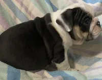 Black tru girl, a female English Bulldog for sale in Buffalo, MO – 2 of 6