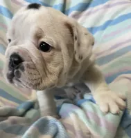 Dotty, a female English Bulldog for sale in Buffalo, MO – 2 of 7