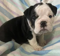 Black tri male 2, a male English Bulldog for sale in Buffalo, MO – 6 of 9