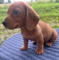 Zohan, a male Miniature Dachshund for sale in Halfway, MO – 2 of 7