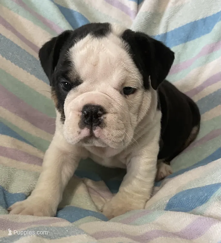 Black tri male 2 – English Bulldog puppy for sale in Buffalo, MO