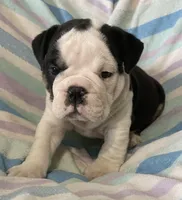 Black tri male 2, a male English Bulldog for sale in Buffalo, MO – 1 of 9