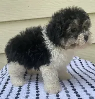 Teddy Bear 1, a male Bichon Frise and Shih Tzu for sale in Halfway, MO – 9 of 10