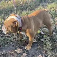 Katie, a female English Bulldog for sale in Buffalo, MO – 3 of 3