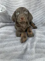 Dark chocolate boy, a male Miniature Dachshund for sale in Buffalo, MO – 3 of 4