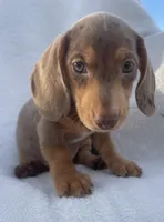Noah, a male Dachshund for sale in Buffalo, MO – 2 of 7