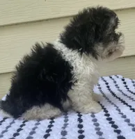 Teddy Bear 1, a male Bichon Frise and Shih Tzu for sale in Halfway, MO – 3 of 10