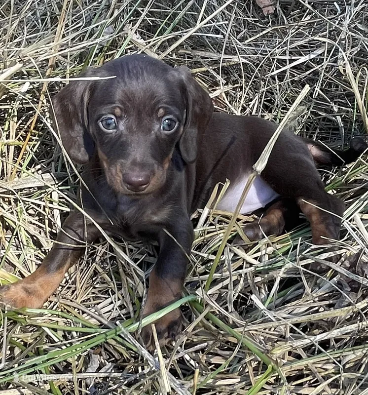 Joy-chocolate – Miniature Dachshund puppy for sale in Buffalo, MO