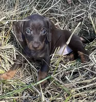 Joy-chocolate, a female Miniature Dachshund for sale in Buffalo, MO – 1 of 6