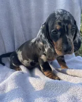 Gator-boy , a male Miniature Dachshund for sale in Buffalo, MO – 2 of 3