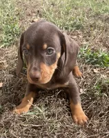 Sweet and playful, a male Miniature Dachshund for sale in Buffalo, MO – 7 of 8