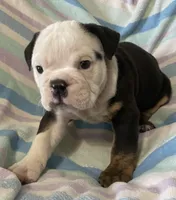 Black tri male, a male English Bulldog for sale in Buffalo, MO – 3 of 7