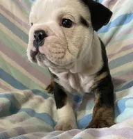 Black tri male, a male English Bulldog for sale in Buffalo, MO – 7 of 7