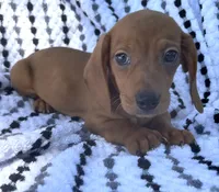 Frankie, a male Miniature Dachshund for sale in Halfway, MO – 3 of 10