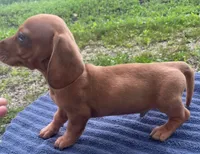 Zeke, a male Miniature Dachshund for sale in Halfway, MO – 3 of 6