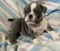 Blue tri girl 2, a female English Bulldog for sale in Buffalo, MO – 4 of 4