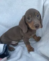 Dunkin, a male Miniature Dachshund for sale in Buffalo, MO – 6 of 6