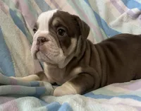 Chocolate girl 2, a female English Bulldog for sale in Buffalo, MO – 4 of 7
