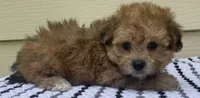 Teddy Bear 3, a male Bichon Frise and Shih Tzu for sale in Halfway, MO – 3 of 10