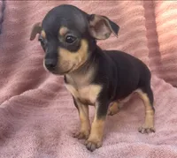 Taco-boy, a male Chihuahua for sale in Buffalo, MO – 3 of 4