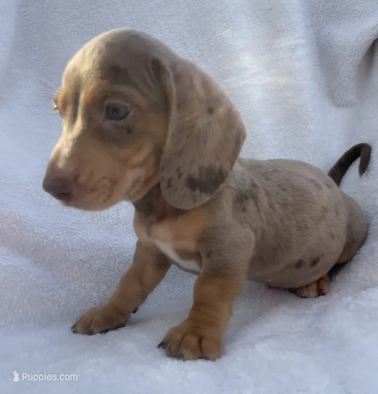 Noah – Dachshund puppy for sale in Buffalo, MO