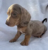 Noah, a male Dachshund for sale in Buffalo, MO – 1 of 7