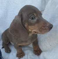 Dunkin, a male Miniature Dachshund for sale in Buffalo, MO – 2 of 6