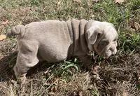 Potato , a male English Bulldog for sale in Buffalo, MO – 6 of 9