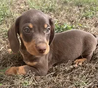 Sweet and playful, a male Miniature Dachshund for sale in Buffalo, MO – 3 of 8