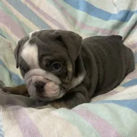 Blue tri girl, a female English Bulldog for sale in Buffalo, MO – 4 of 6