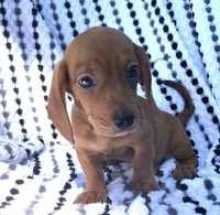 Frankie, a male Miniature Dachshund for sale in Halfway, MO – 10 of 10