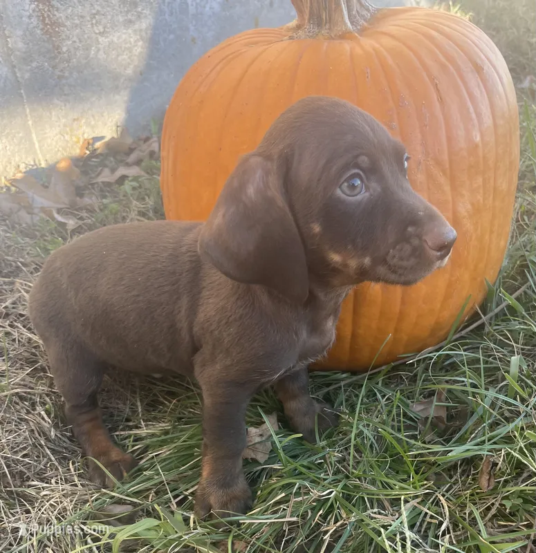 Dark chocolate boy – Miniature Dachshund puppy for sale in Buffalo, MO