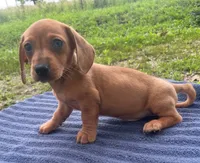 Zeke, a male Miniature Dachshund for sale in Halfway, MO – 4 of 6